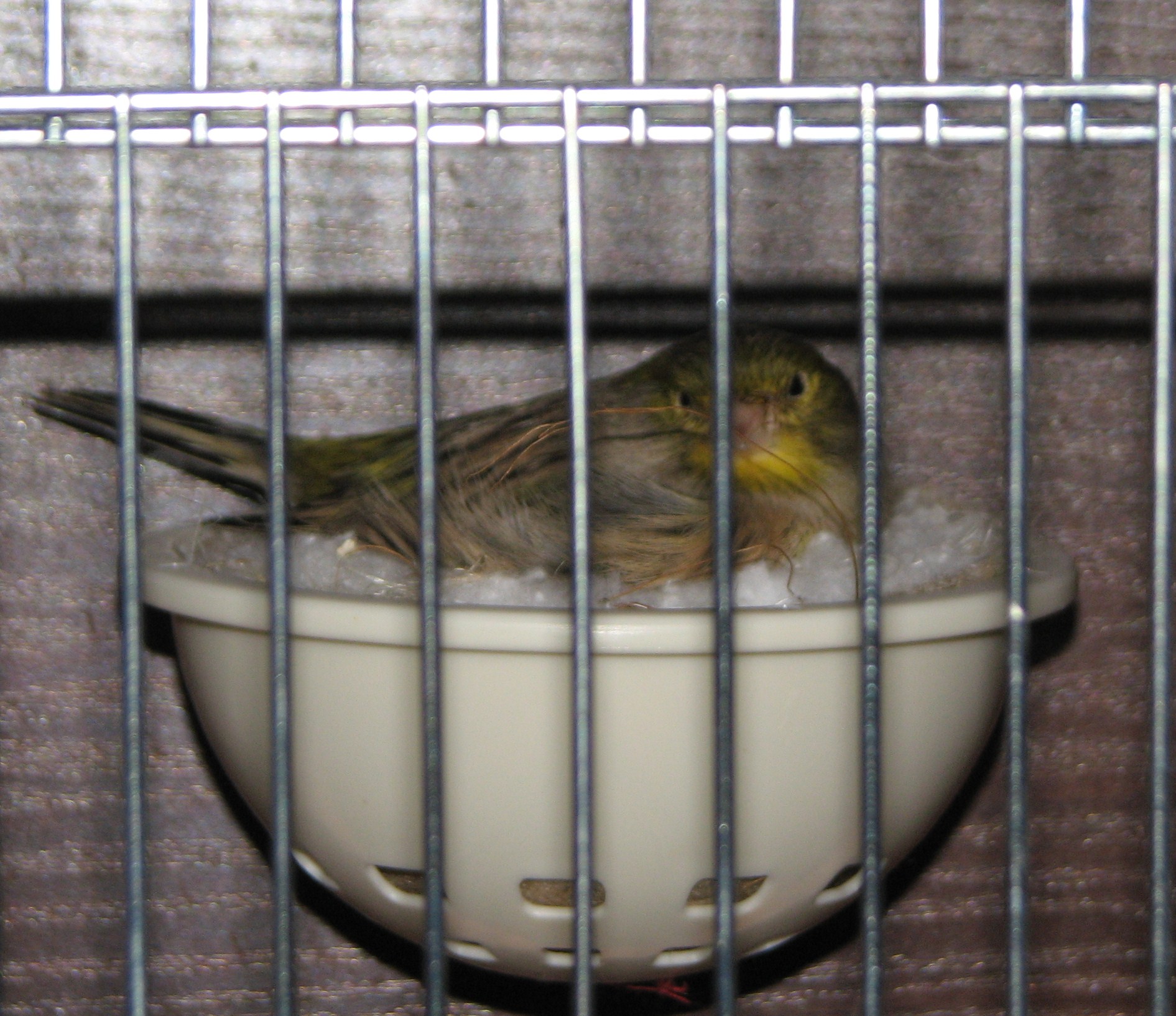 Agatka