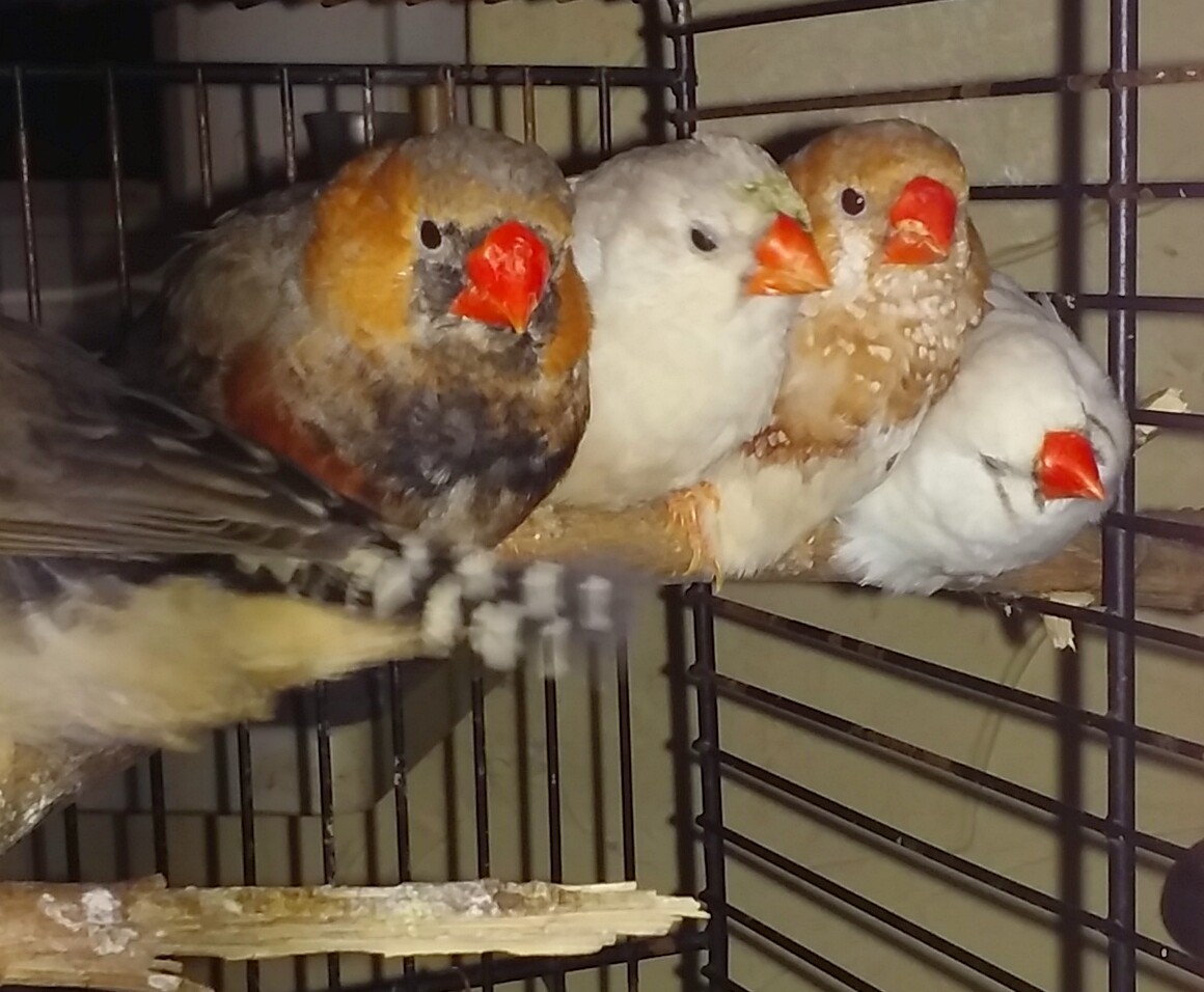 zeberki