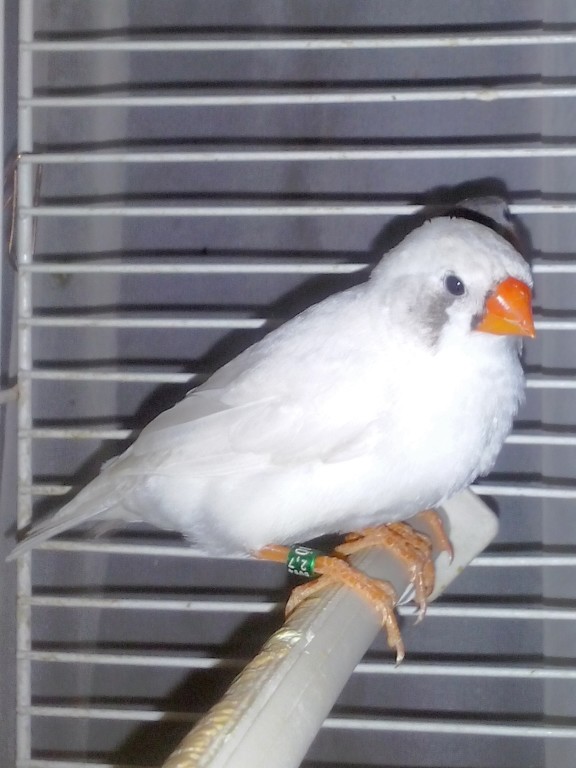 zeberka CFW/BC